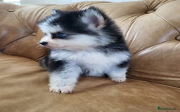 Pomsky dogs for sale:  toy size multi-generational pomsky puppies  - Image 16