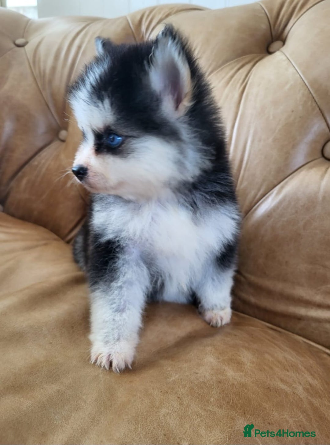 Pomsky dogs for sale:  toy size multi-generational pomsky puppies  - Image 16