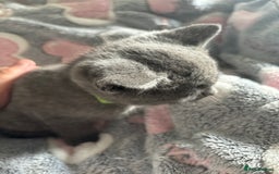 British Shorthair cats for sale: Still available male BSH kitten, Ready now!!! - Image 3