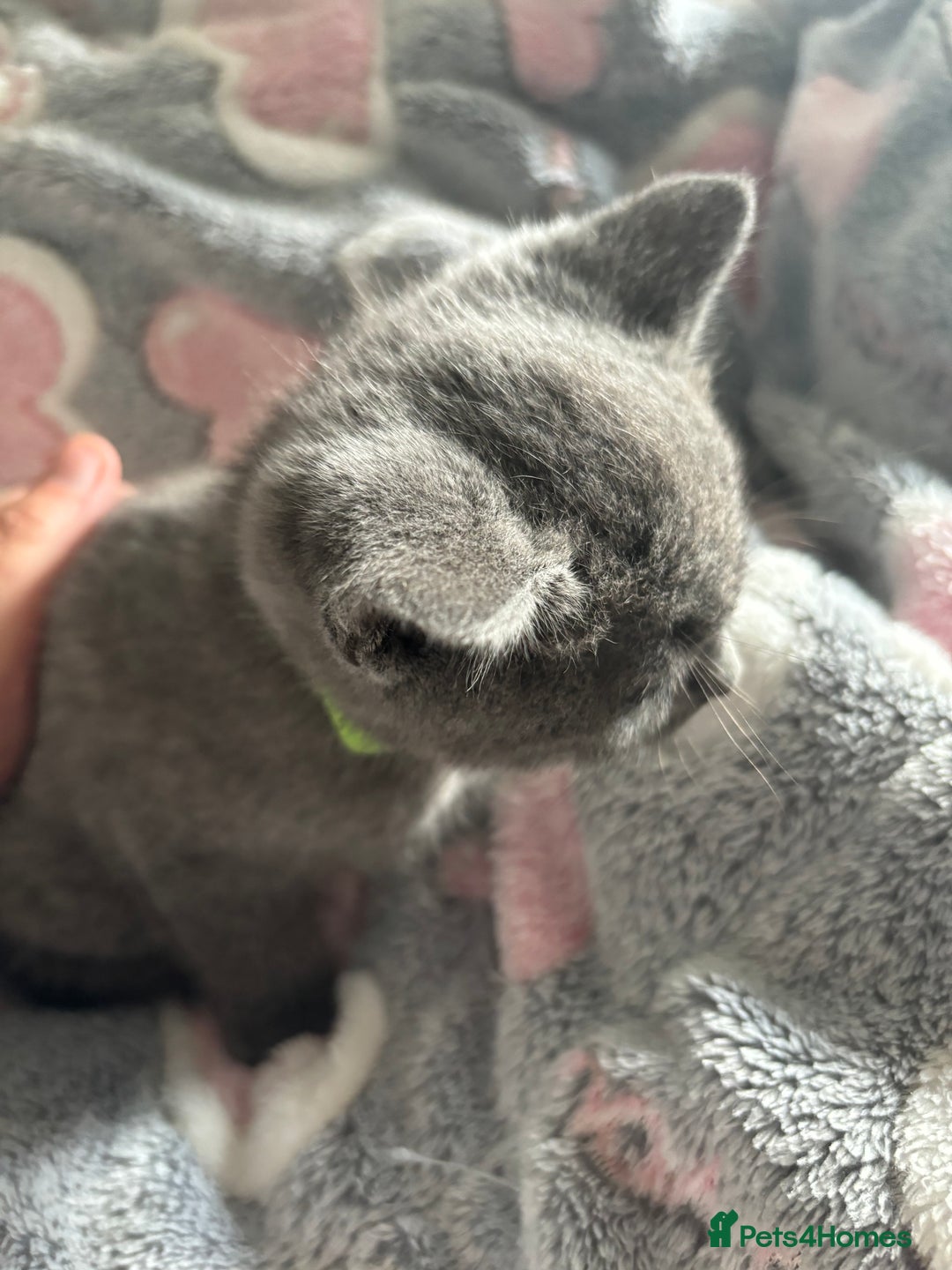 British Shorthair cats for sale: Still available male BSH kitten, Ready now!!! - Image 3