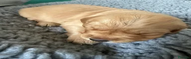 Golden Retriever 4