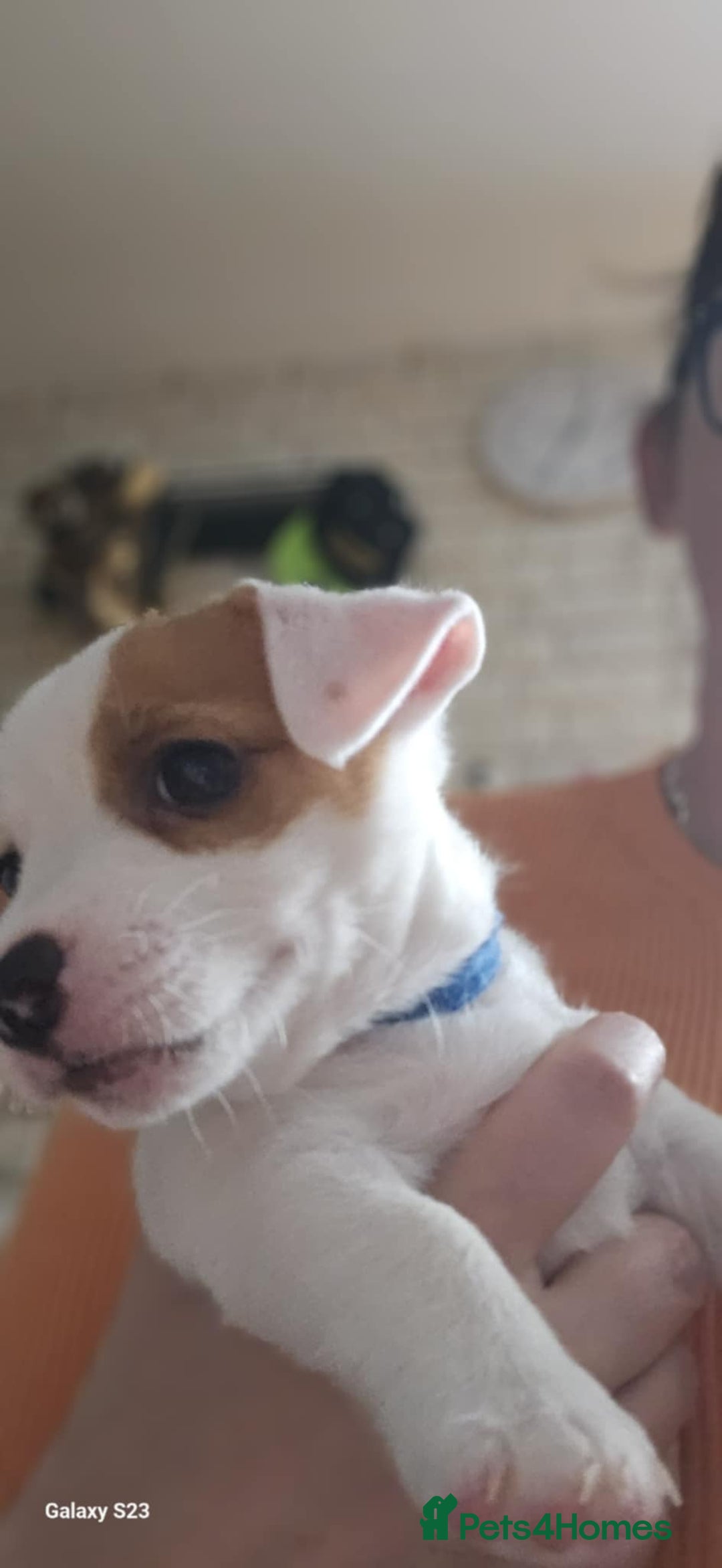 Jack Russell dogs for sale: JACK RUSSELL - Image 8
