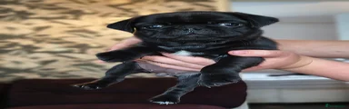 Pug 4