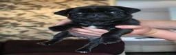 Pug dogs for sale: Beautiful pugs for sale - Advert 16
