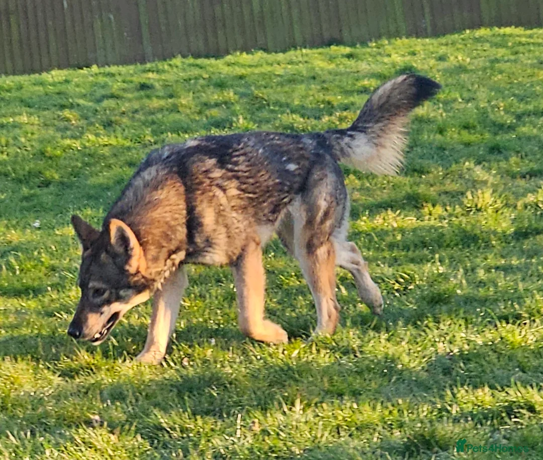 Northern Inuit dogs for sale: Tamaskan Puppies - Advert 9