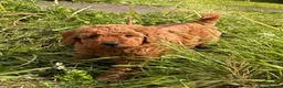 Miniature Poodle dogs for sale: Four beautiful fox red miniature poodles  - Advert 4