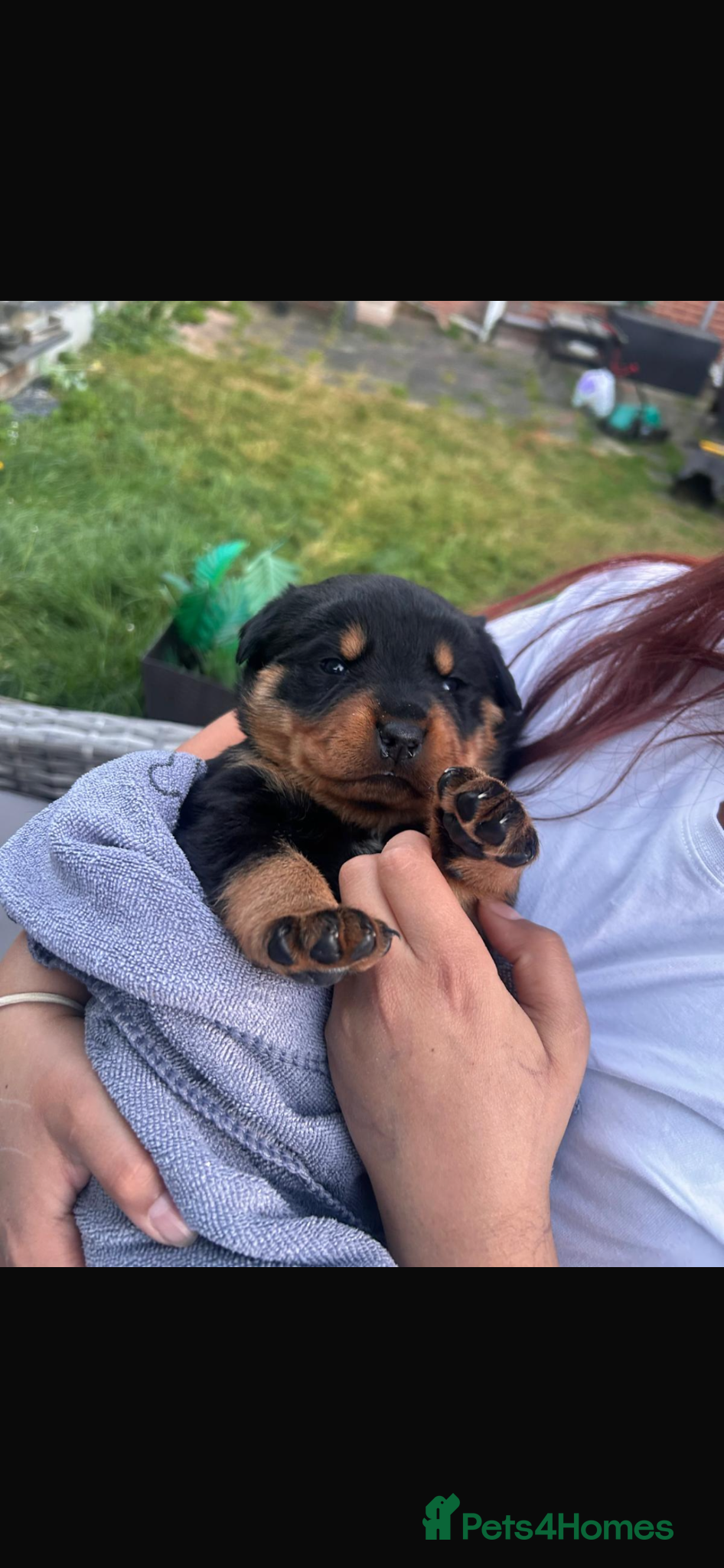Rottweiler dogs Pure breed Rottweiler puppies for sale - Advert 11