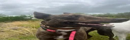 Mixed Breed dogs for sale: Brother & Sister  in Cumnock - Advert 3