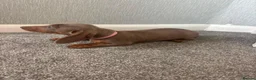 Dachshund dogs for sale: Isabella miniature dachshund  in Erith - Advert 13