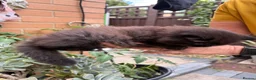 British Longhair cats for sale: Adorable British Long Hair Kittens (Girl & Boy)  - Advert 31
