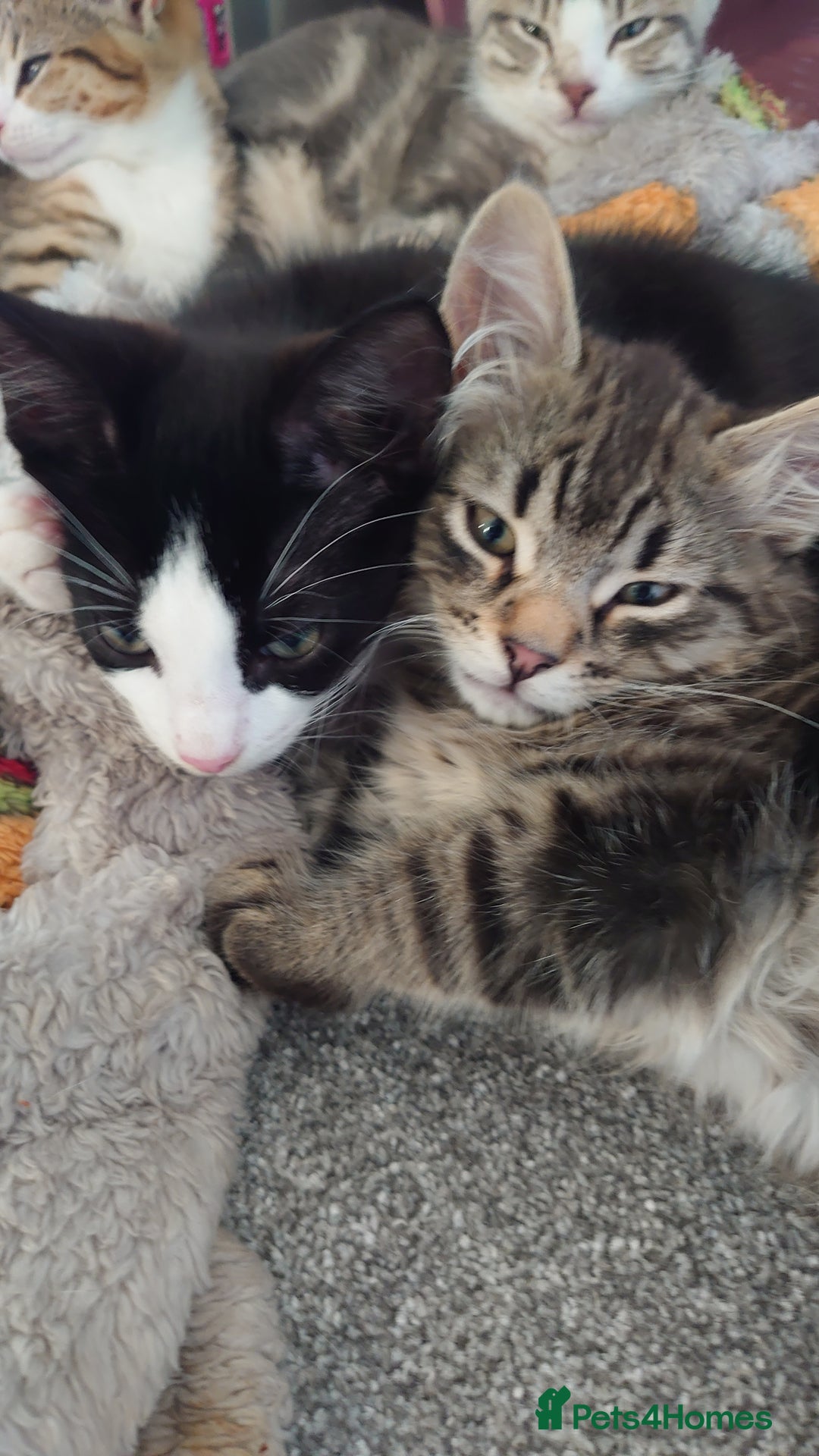 Mixed Breed cats for sale: Kittens ready now - Advert 6