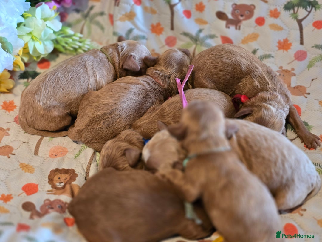 Cockapoo dogs for sale: American cockerpoo licensed Breeder health tested  - Image 21