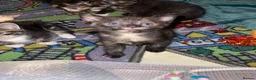Mixed Breed cats for sale: Female kittens for sale  - Advert 4