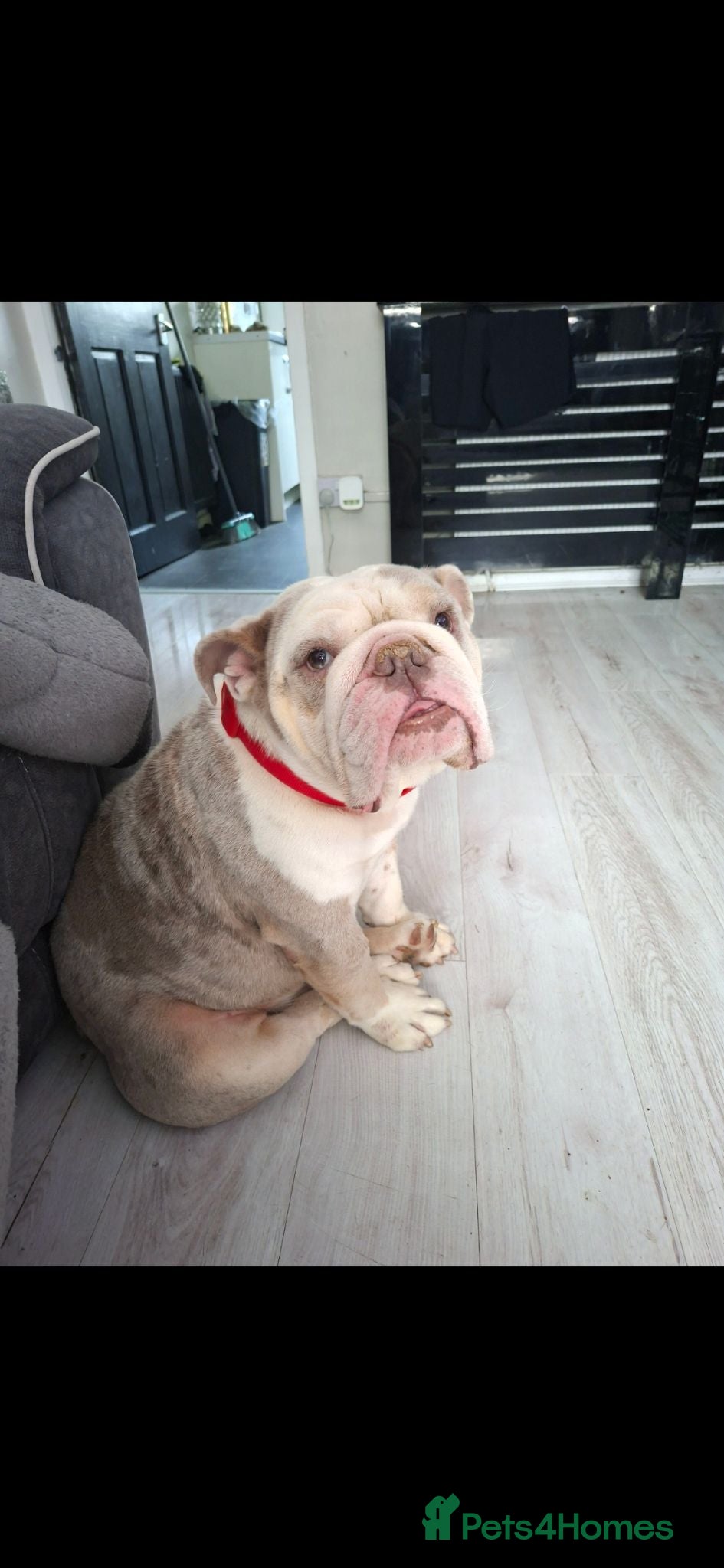 English Bulldog dogs British bulldog for sale  - Advert 1