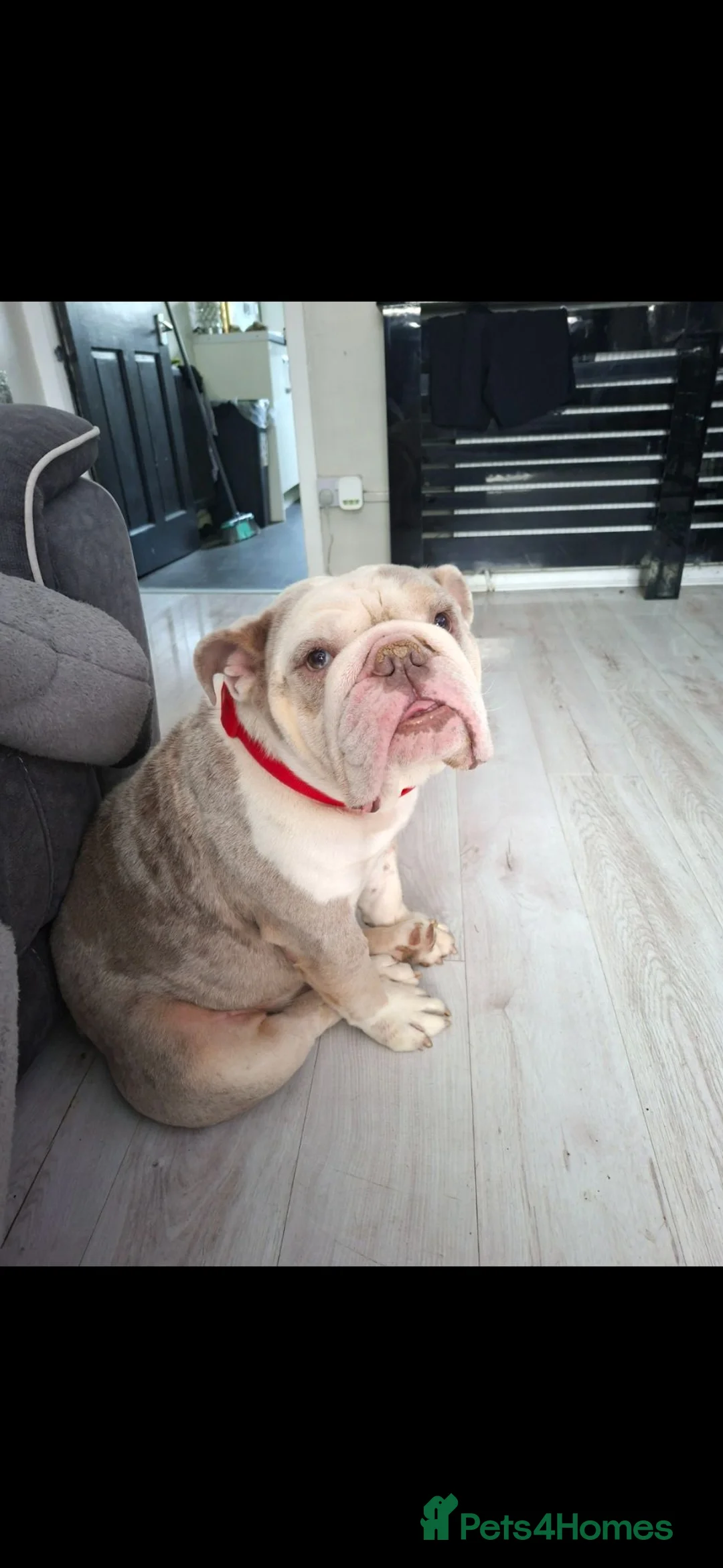 English Bulldog dogs for sale: British bulldog for sale  in Glasgow - Advert 1