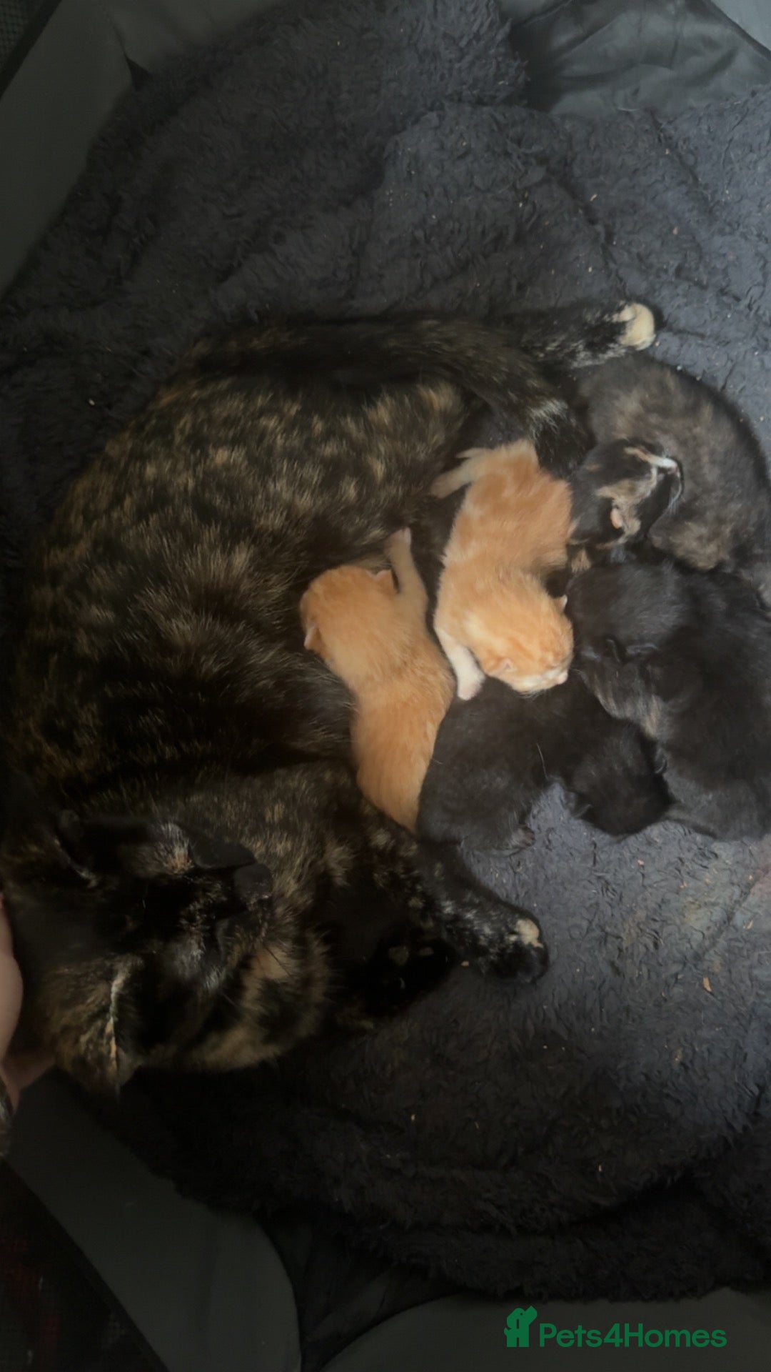 Mixed Breed cats for sale: 4 lovely kittens available  - Advert 1