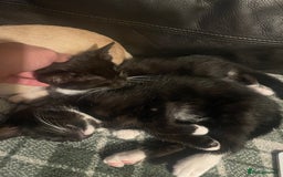 Bengal cats for sale: Pair of part bengal Tuxedo Kittens  - Image 6