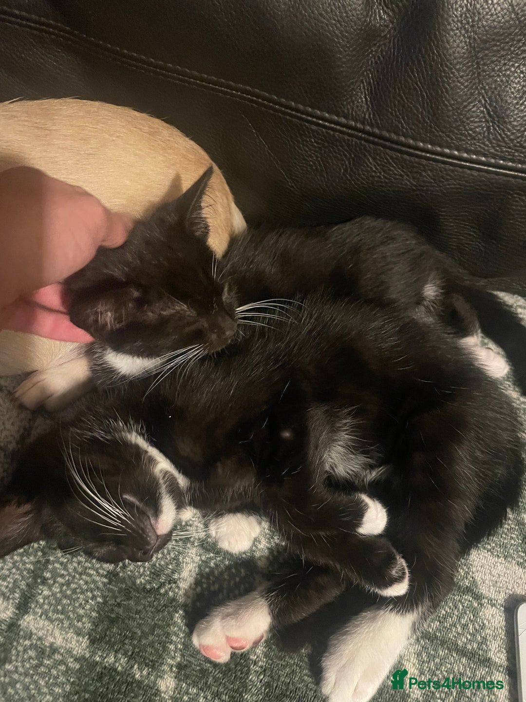Bengal cats for sale: Pair of part bengal Tuxedo Kittens  - Image 6