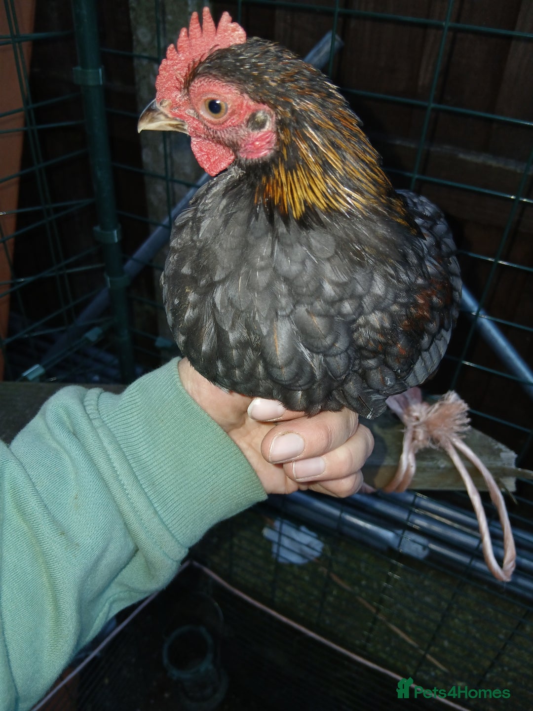 Chickens poultry for sale: 2 handsome serama Cockerells - Image 10