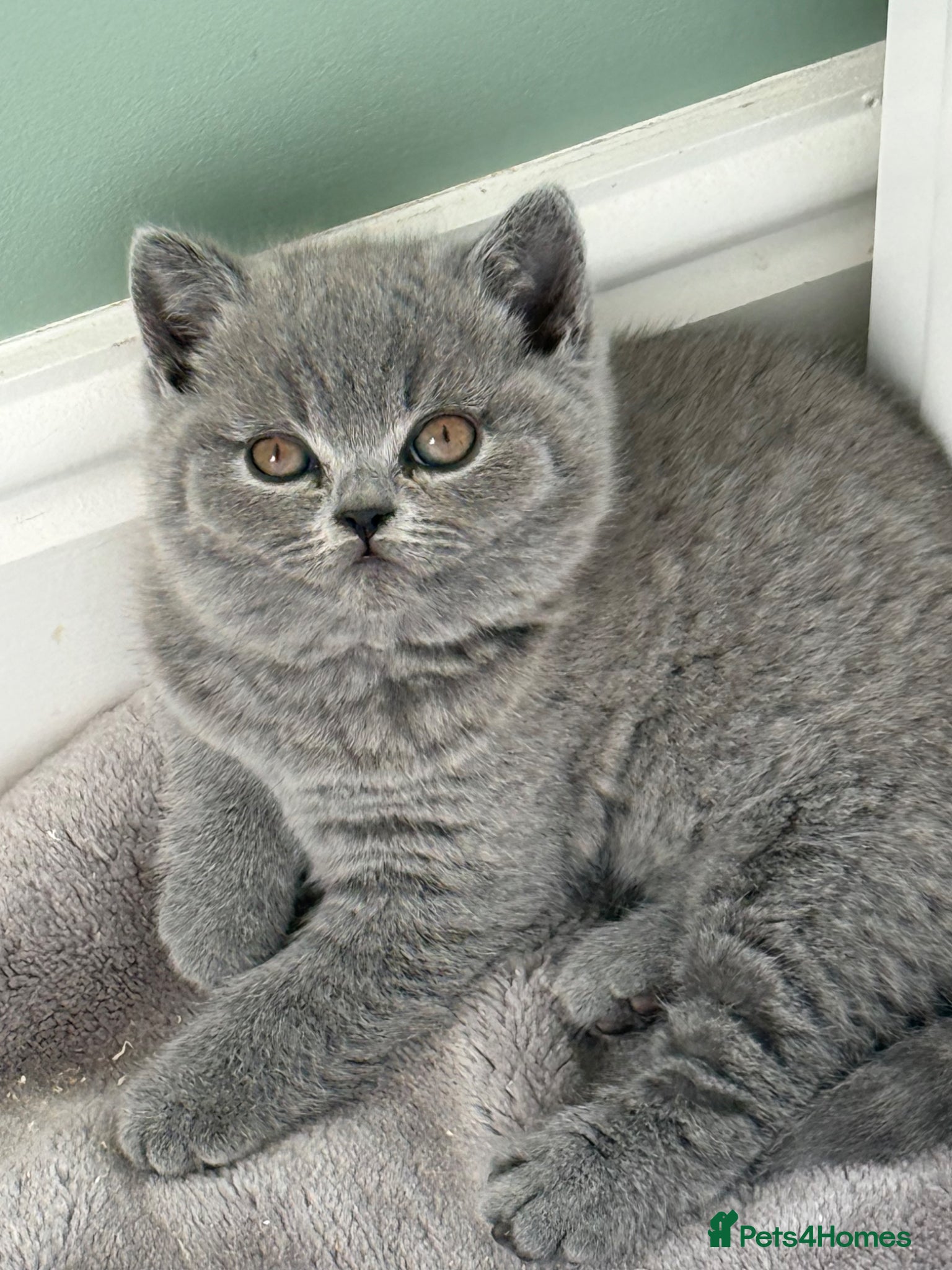 British Shorthair cats for sale: Blue British short hair babies for sale  - Advert 1