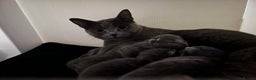 Russian Blue cats for sale: Russian Blue Kittens - Advert 9