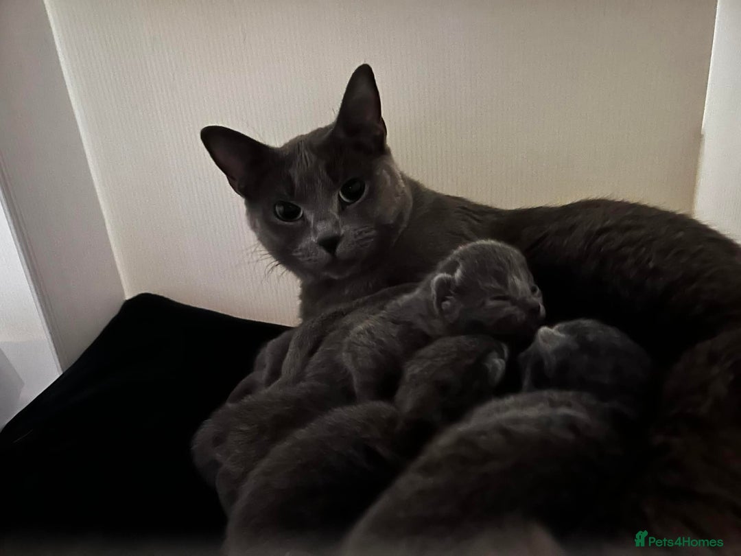 Russian Blue cats for sale: Russian Blue Kittens - Advert 9