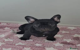 French Bulldog dogs for sale: Beautiful pet priced french bulldogs - Image 7