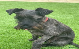 Miniature Schnauzer dogs for sale: Frank - Image 2