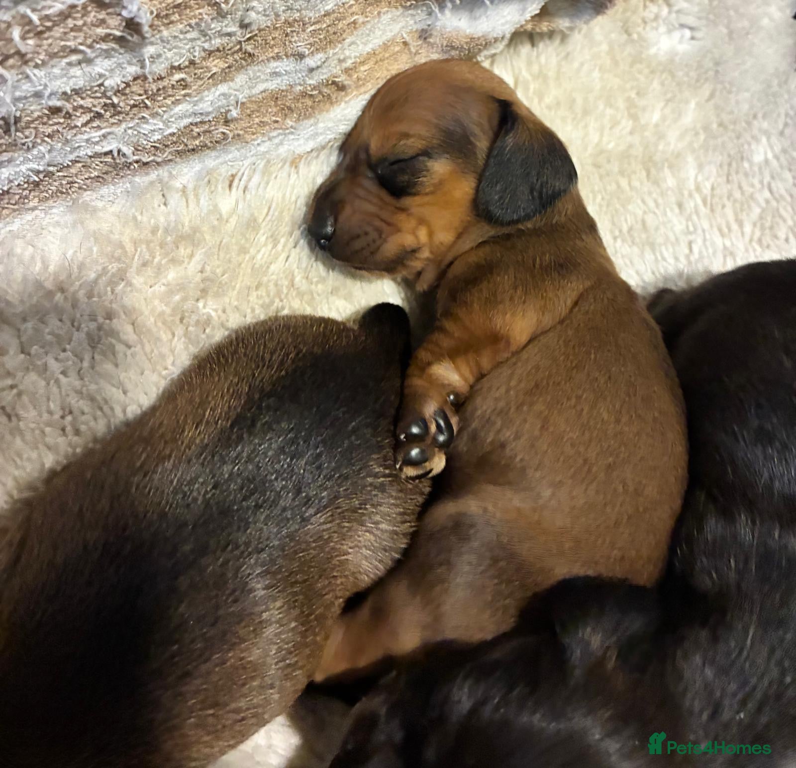 Dachshund dogs for sale: Miniature dachshunds  - Advert 5