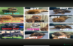 Mixed Breed dogs for sale: shar pei puppys - Image 1