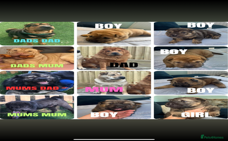 Mixed Breed dogs - Advert 1