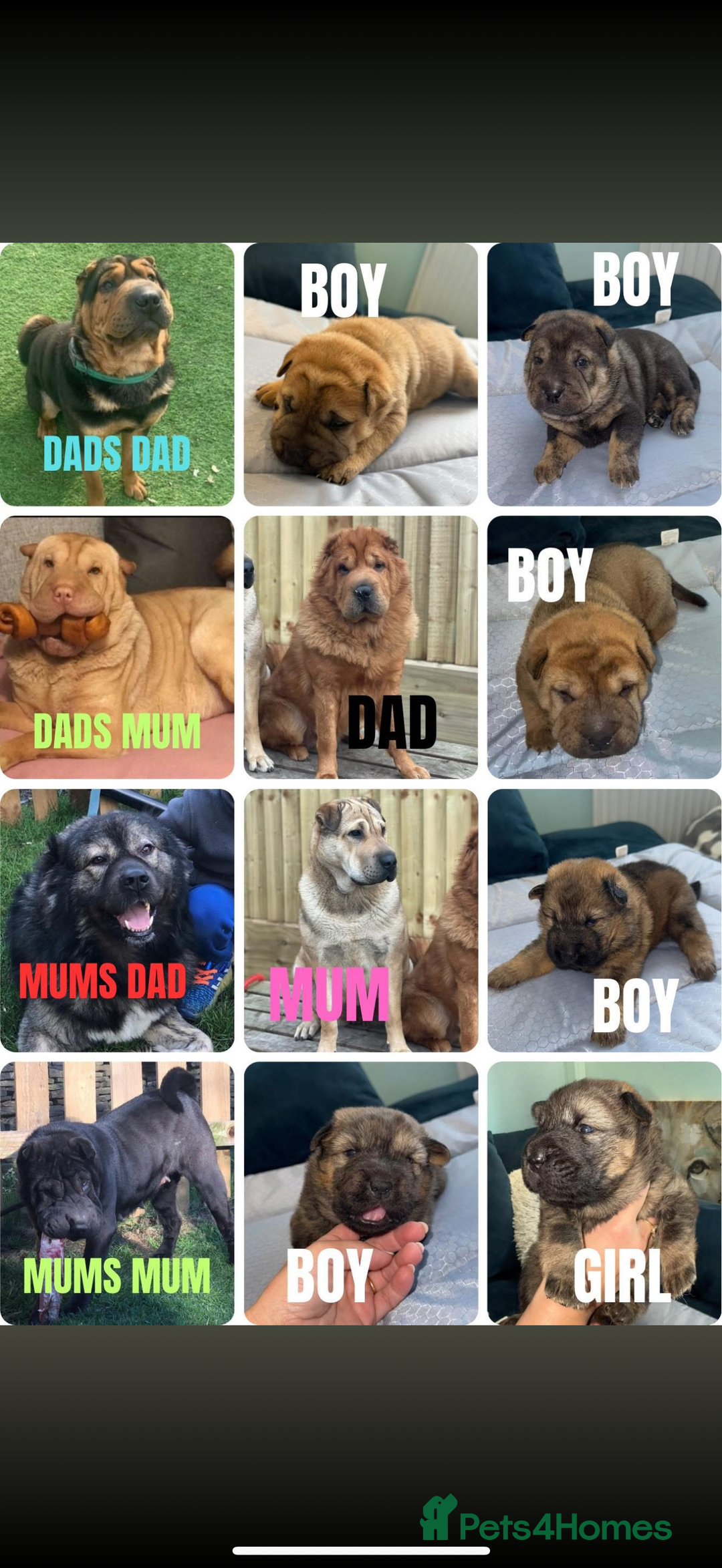 Mixed Breed dogs for sale: shar pei puppys - Image 1