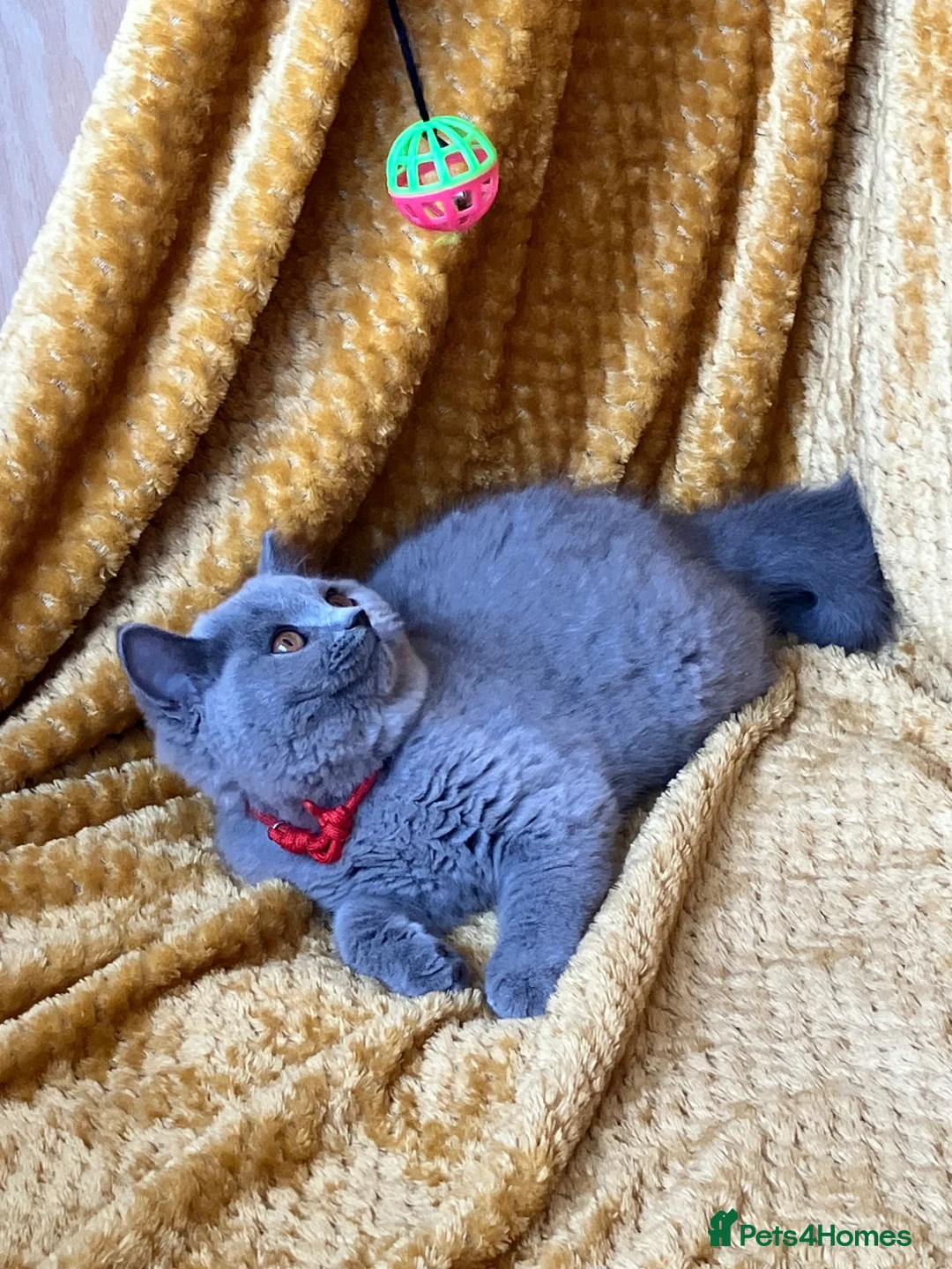 British Shorthair cats for sale: GCCF🏆ChampionBloodline 5GENpedigree BSHblue/lilac - Advert 2