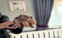 Miniature Dachshund dogs for sale: Adorable chocolate and tan & chocolate dapple - Image 3