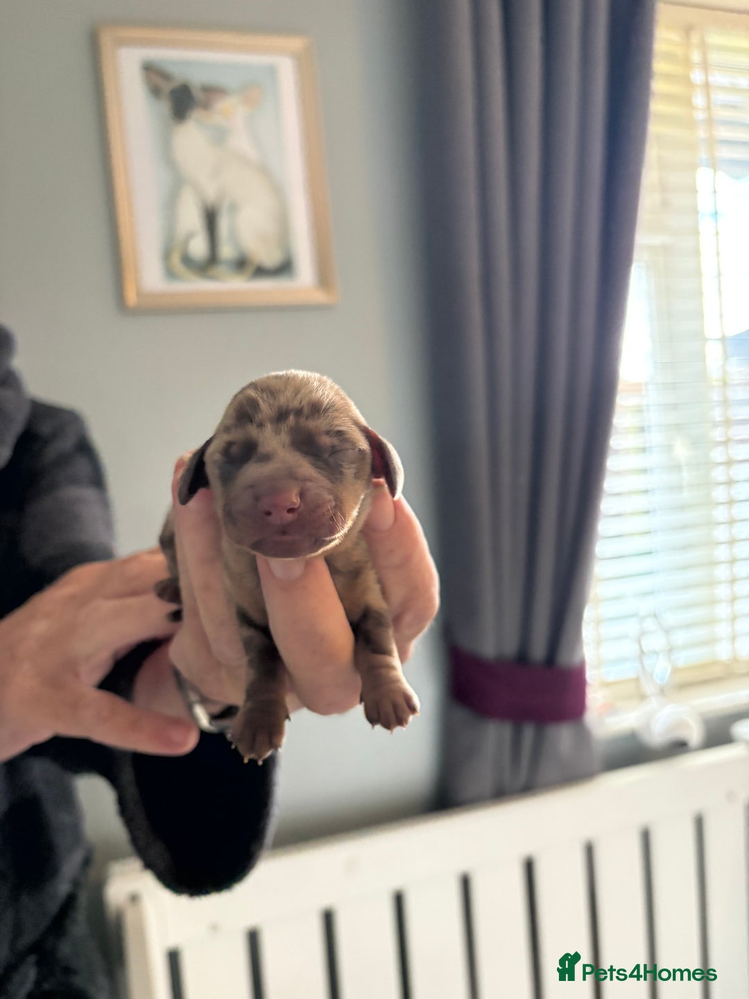 Miniature Dachshund dogs for sale: Adorable chocolate and tan & chocolate dapple - Image 3