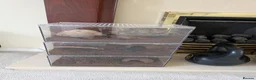 Tarantulas invertebrates for sale: 3x curly haired juvenile tarantulas £60 each in Horsham - Advert 6