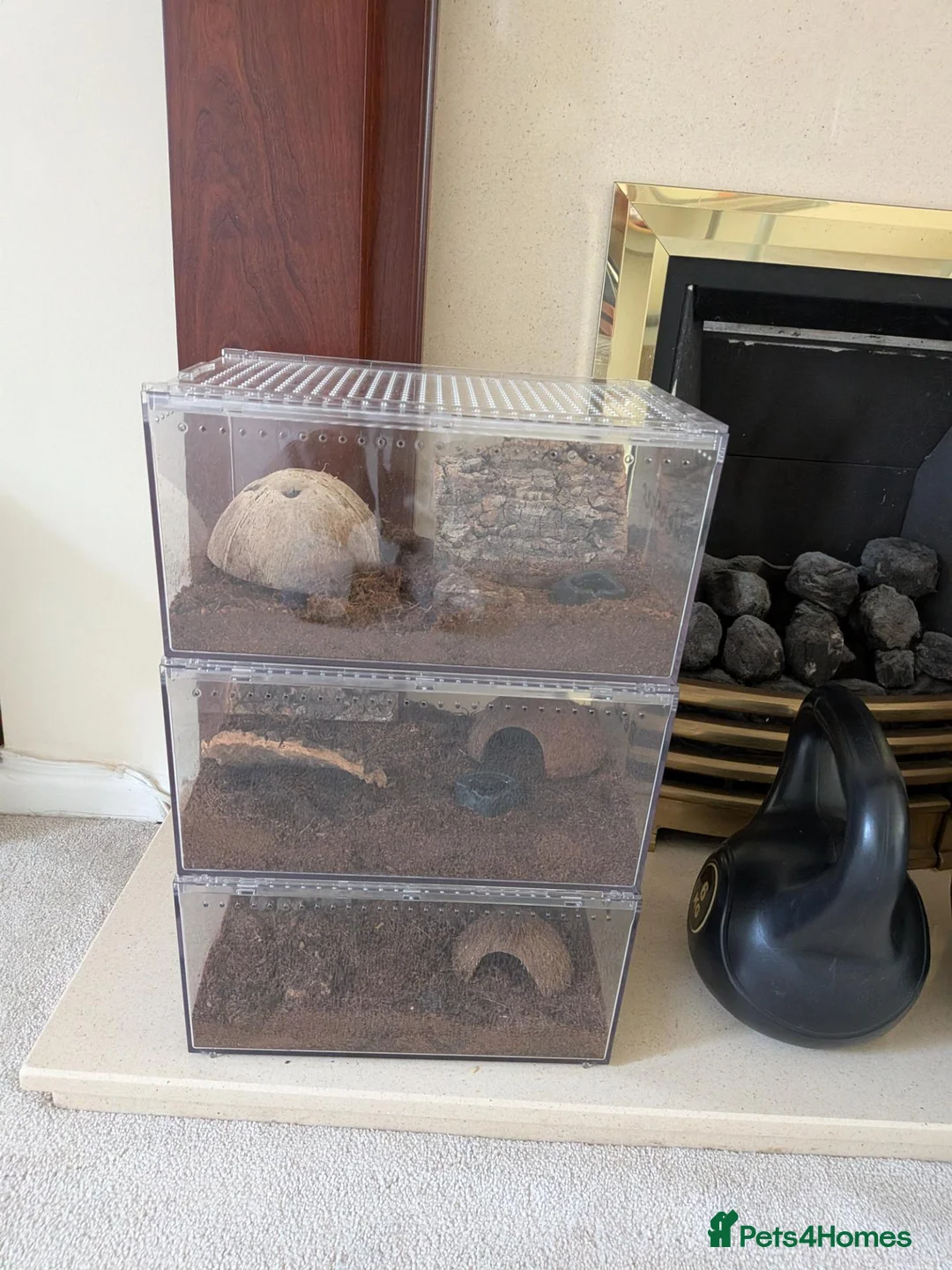 Tarantulas invertebrates for sale: 3x curly haired juvenile tarantulas £60 each in Horsham - Advert 6