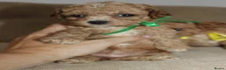 Bichon Frise dogs for sale: Poochon F1 puppies from Health Tested parents  - Advert 16