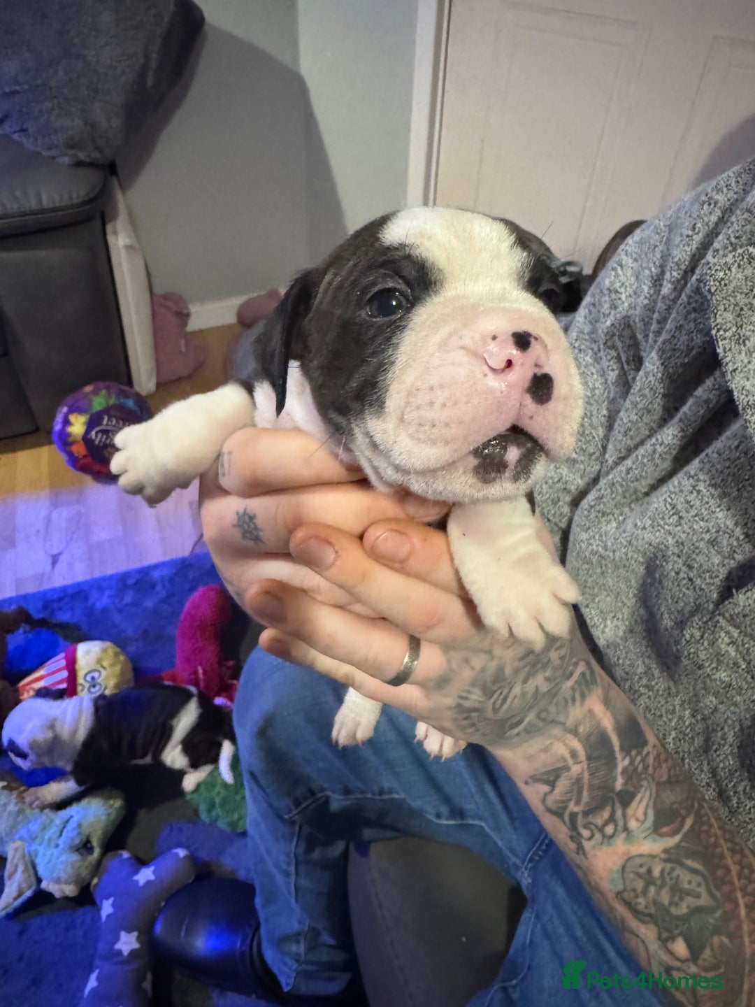 Staffordshire Bull Terrier dogs for sale: Stunning Female  Staffy x Pups - Advert 8