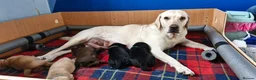 Labrador Retriever dogs for sale: 5 Beautiful labrador puppies  - Advert 6