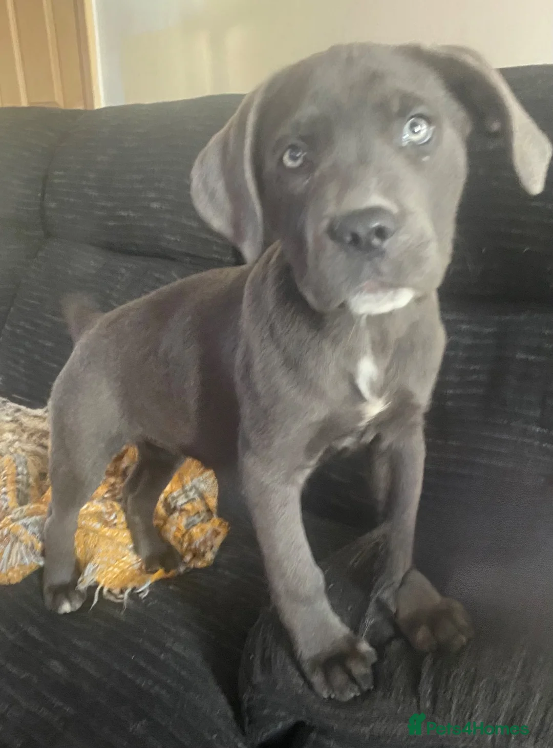Mixed Breed dogs for sale: Cane Corso cross, beautiful temperament 4yr old in Thornton-Cleveleys - Advert 2