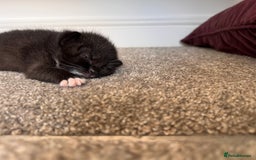 Mixed Breed cats for sale: 🐾 Half British Shorthair Kittens Available! 🐾 - Image 25