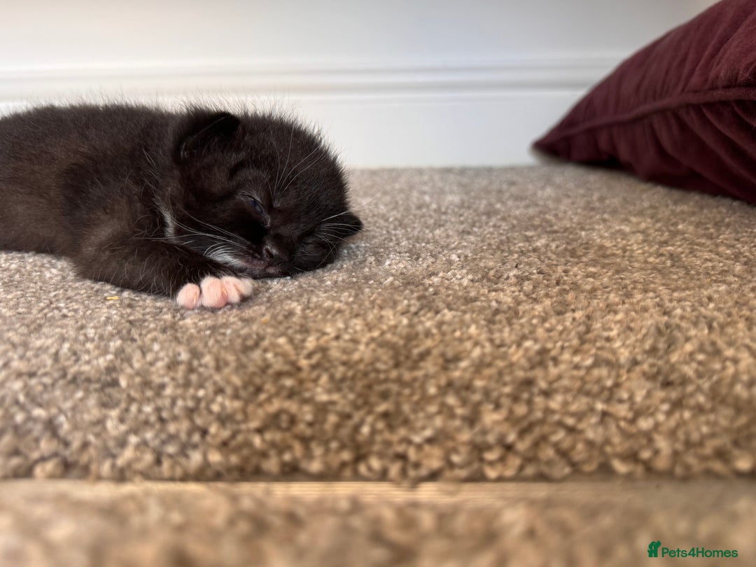 Mixed Breed cats for sale: 🐾 Half British Shorthair Kittens Available! 🐾 - Image 25