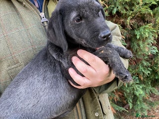 Labrador Retriever dogs Black/silver Labrador puppy - Advert 16