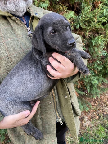 Labrador Retriever dogs Black/silver Labrador puppy - Advert 7