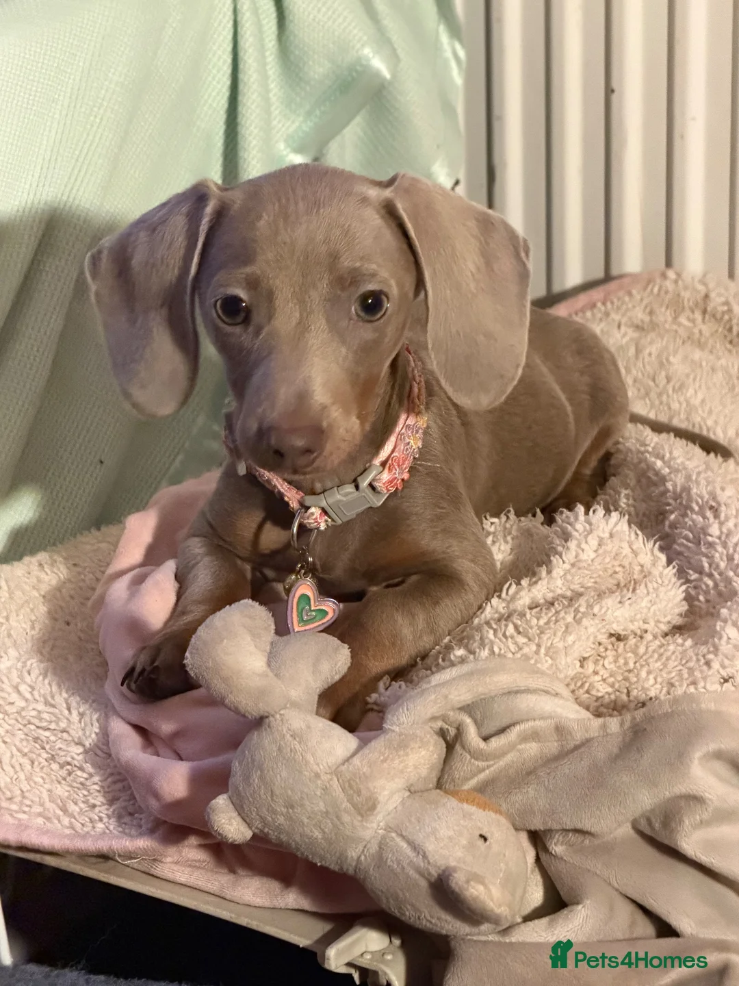 Miniature Dachshund dogs for sale: KC pure Miniature Dachshunds   - Advert 2