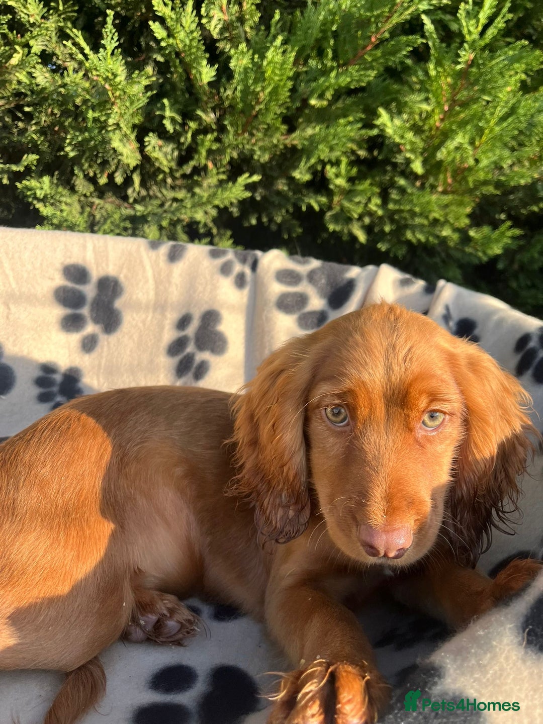 Cocker Spaniel dogs for sale: Four beautiful girl cocker spaniel  - Image 15