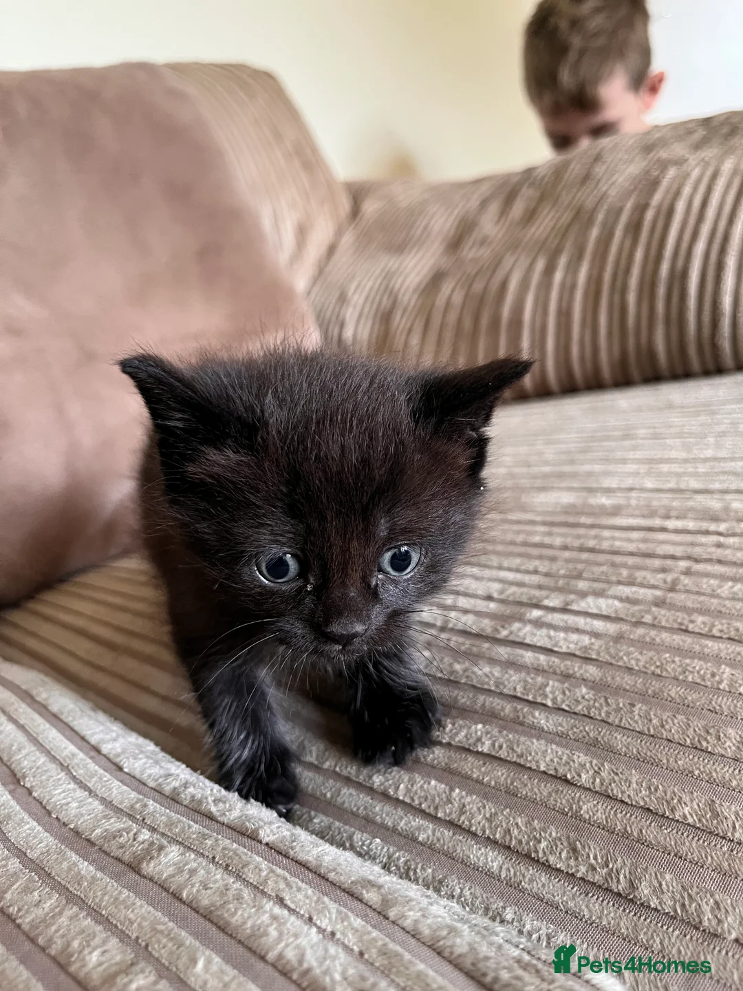 Mixed Breed cats for sale: Grey and black striped kittens For Sale - Advert 18