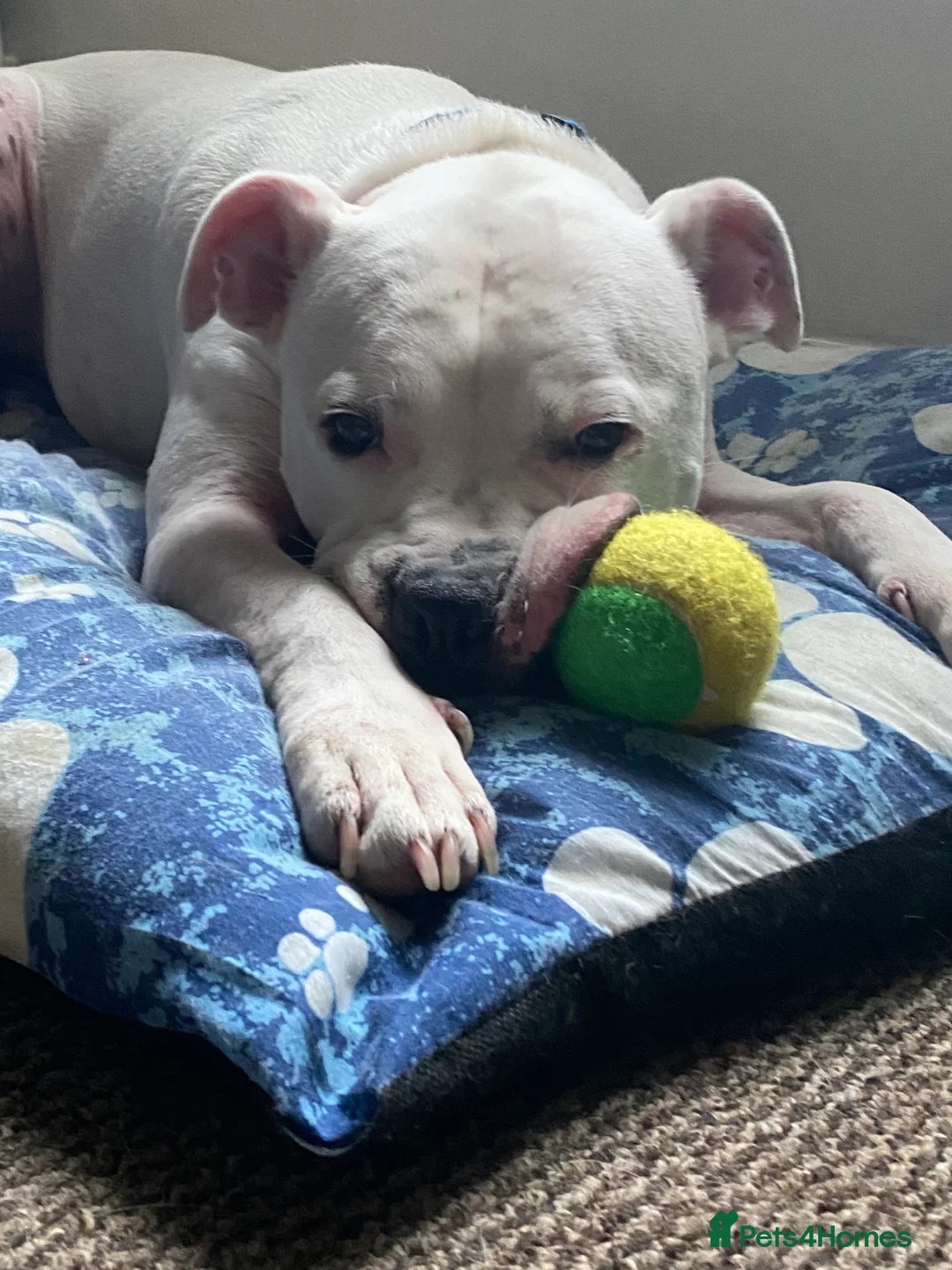 Mixed Breed dogs for sale: Staffy cross boxer - Advert 4