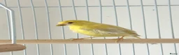 Canaries birds for sale: Three Beautiful Canaries Looking for Loving Homes - Advert 6